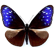 異紋紫斑蝶