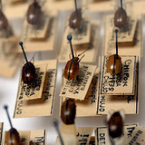 六足行千里——昆蟲標本的數位旅行