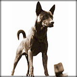 人類的忠實伙伴——獵犬、軍犬、臺灣犬概述
