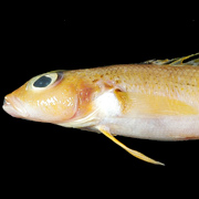 睽違數十年的魚種重現臺灣東北角