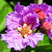 六月天裡的紫色精靈——談大花紫薇