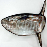 寶島曼波-斑點長翻車魚