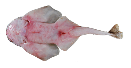 臺灣琵琶鮫