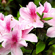 �v�����Y 