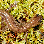 �����s�s�Գ�