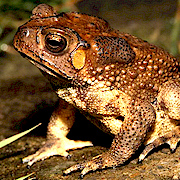 �²�����